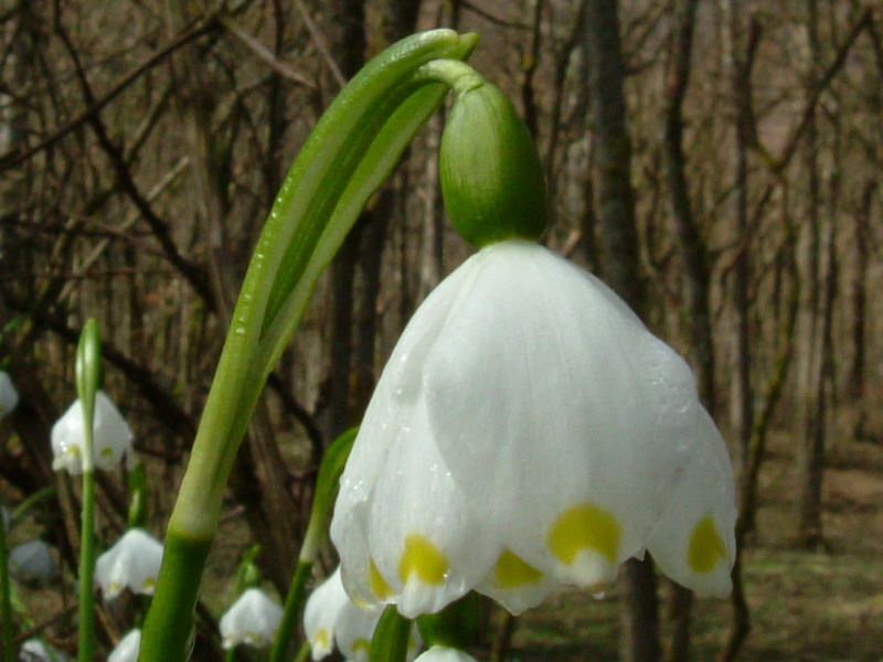 Leucojum vernum / Campanelle comuni